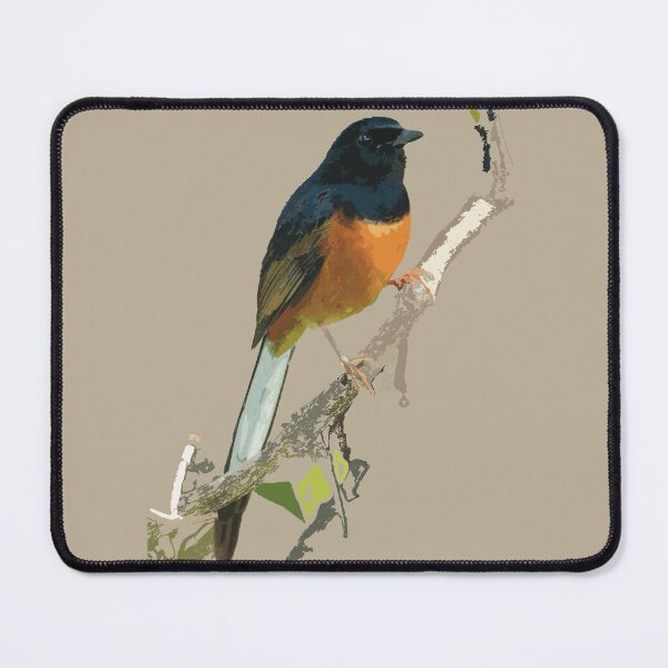 Item preview, Beautiful White-rumped Shama Thrush, Bird designed and sold by NJartbyNJacobson.
