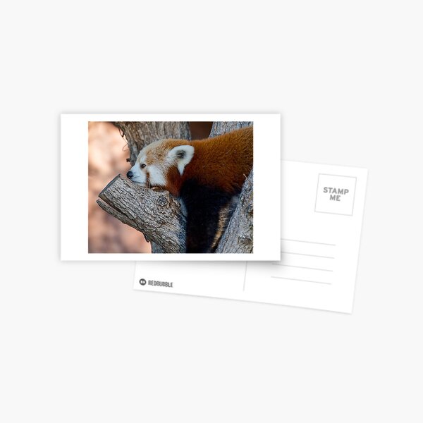 That's It, I'm Done Postcard