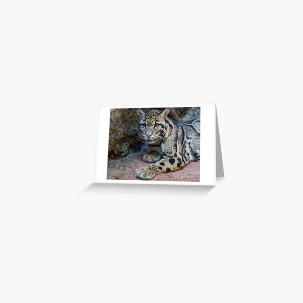 The Elusive Clouded Leopard Greeting Card