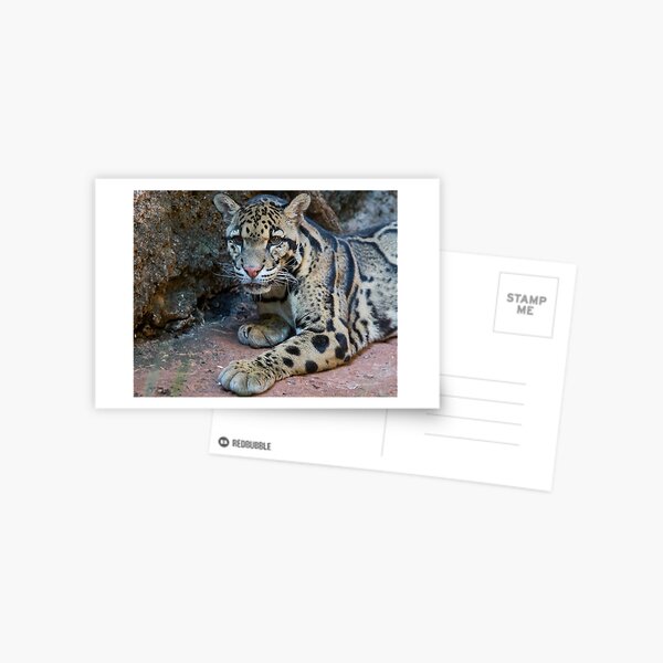 The Elusive Clouded Leopard Postcard