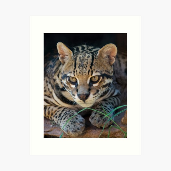 Ocelot Art Print