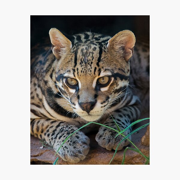 Ocelot Photographic Print