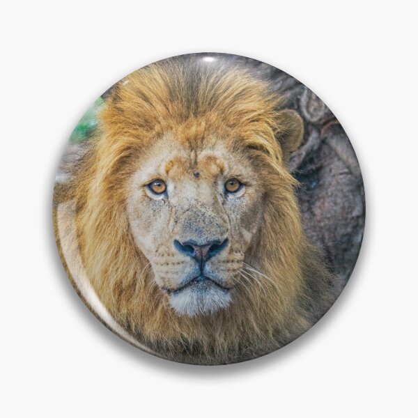 Item preview, Male lion designed and sold by Photopat.