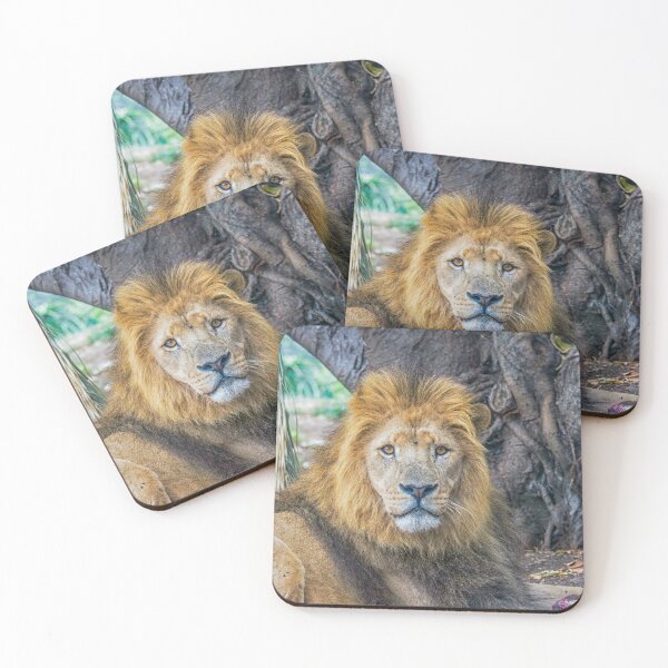 Item preview, Male lion designed and sold by Photopat.