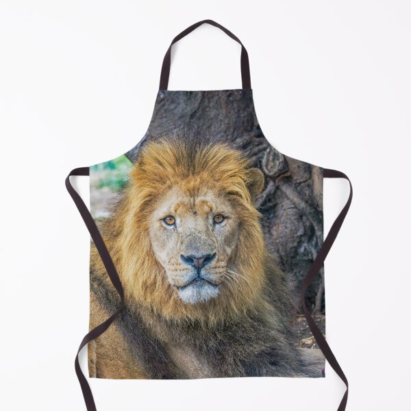 Item preview, Male lion designed and sold by Photopat.