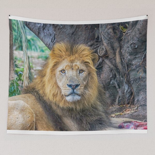 Item preview, Male lion designed and sold by Photopat.