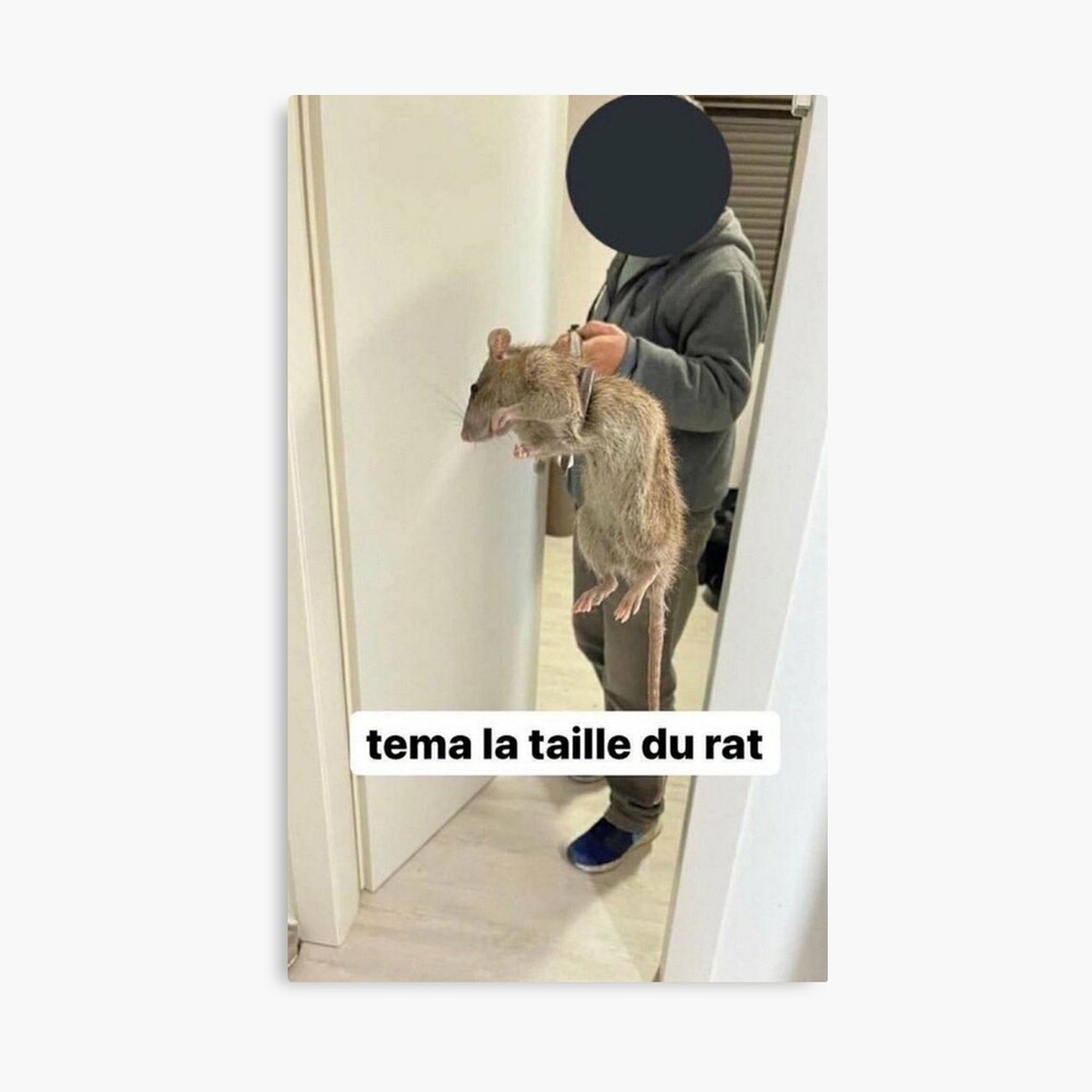 Tema La Taille Du Rat Meme Impression sur toile « Tema la taille du rat I Meme Fr », par Axecles |  Redbubble