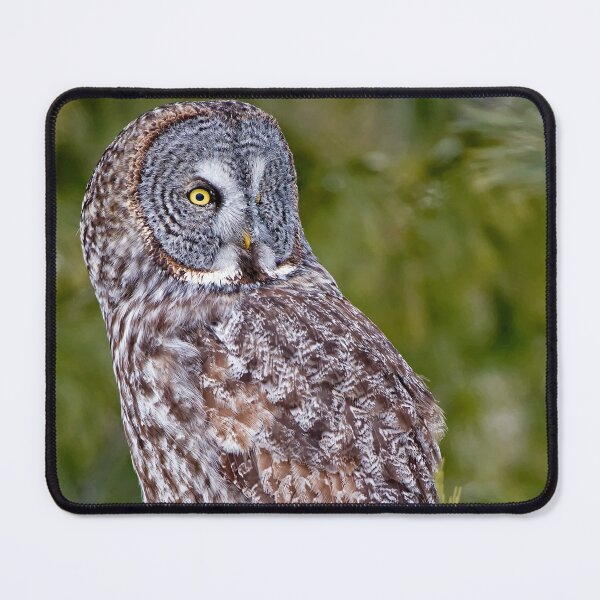 Item preview, Great Grey Owl designed and sold by Owl-Images.