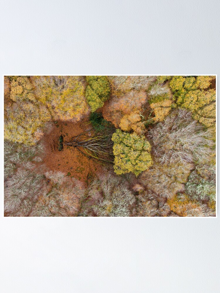 ""The Fallen" A fallen tree in Barna Woods, Galway, Ireland" Poster