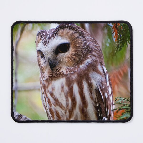 Item preview, Northern Saw-whet Owl designed and sold by Owl-Images.