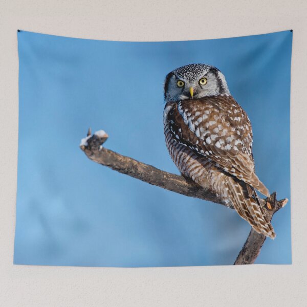 Item preview, Northern Hawk Owl designed and sold by Owl-Images.