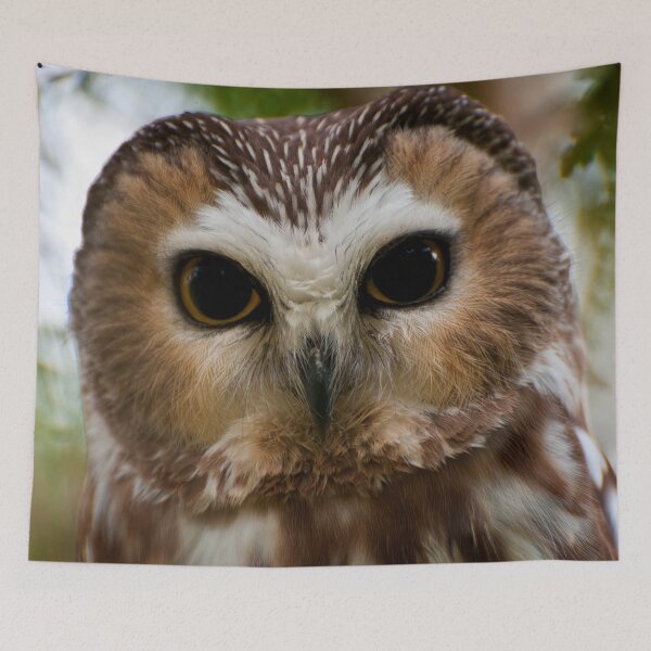 Item preview, Northern Saw-whet Owl designed and sold by Owl-Images.