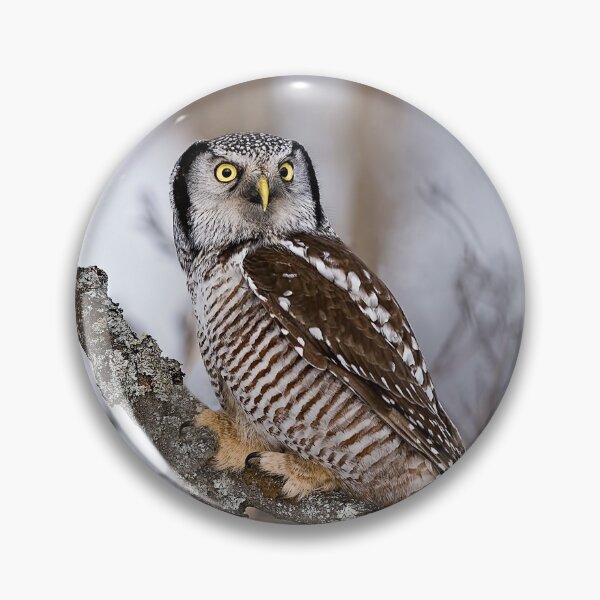 Item preview, Northern Hawk Owl designed and sold by Owl-Images.