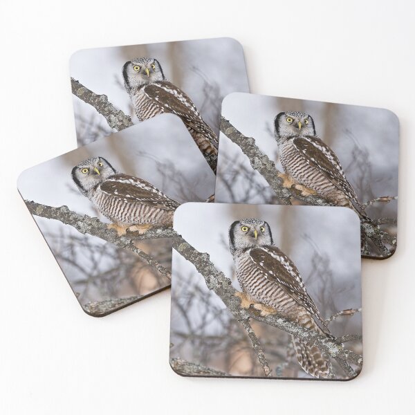 Item preview, Northern Hawk Owl designed and sold by Owl-Images.