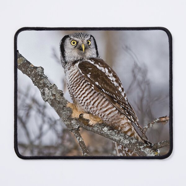 Item preview, Northern Hawk Owl designed and sold by Owl-Images.