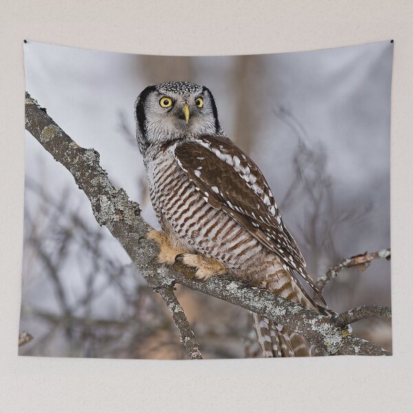 Item preview, Northern Hawk Owl designed and sold by Owl-Images.