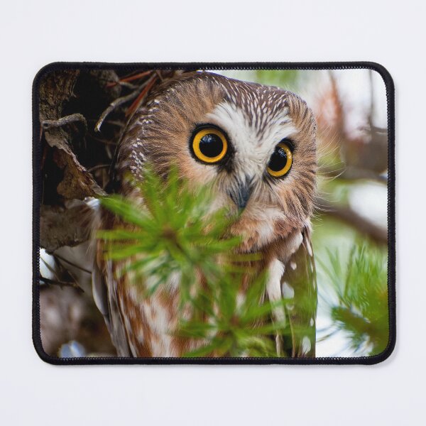Item preview, Northern Saw-whet Owl designed and sold by Owl-Images.