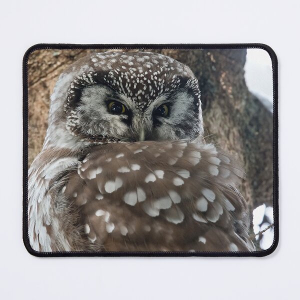 Item preview, Boreal Owl designed and sold by Owl-Images.