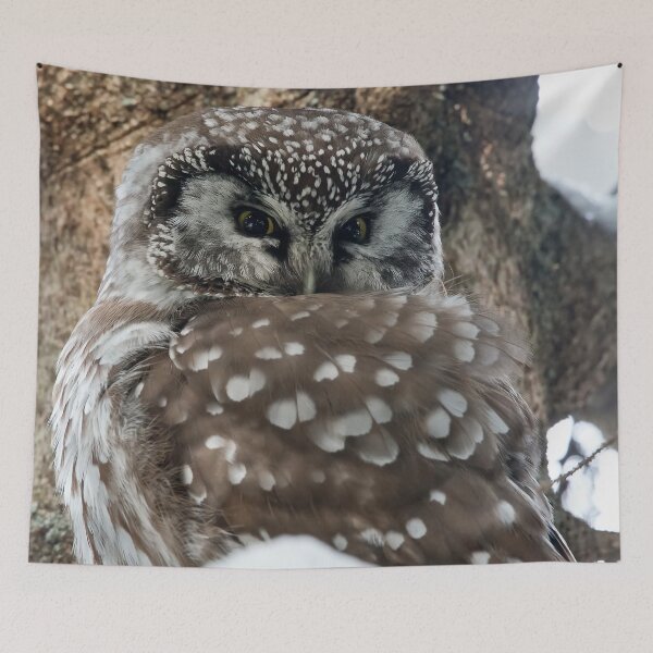 Item preview, Boreal Owl designed and sold by Owl-Images.