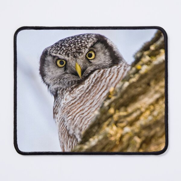 Item preview, Northern Hawk Owl designed and sold by Owl-Images.