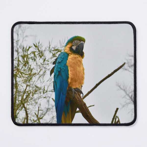 Item preview, Blue and Gold Macaw Parrot designed and sold by thelemmingface.