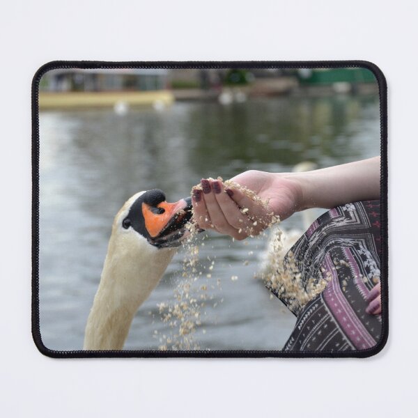 Item preview, Feeding A Swan designed and sold by thelemmingface.