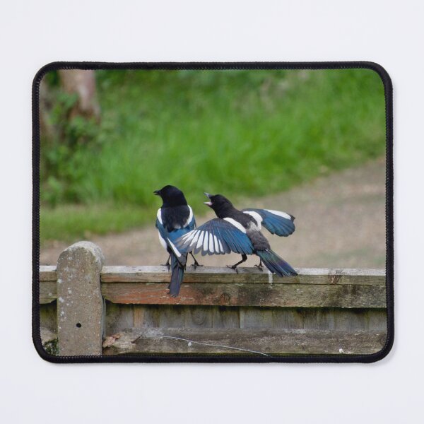 Item preview, Young Magpie Squawking At Parent designed and sold by thelemmingface.
