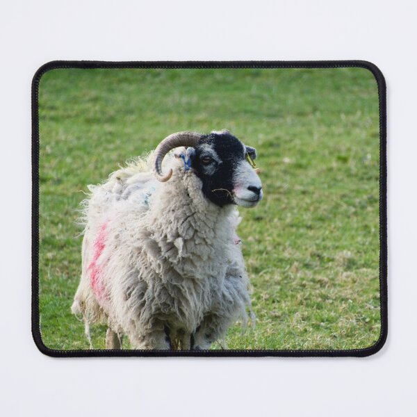 Item preview, Black Faced Sheep In A Field designed and sold by thelemmingface.