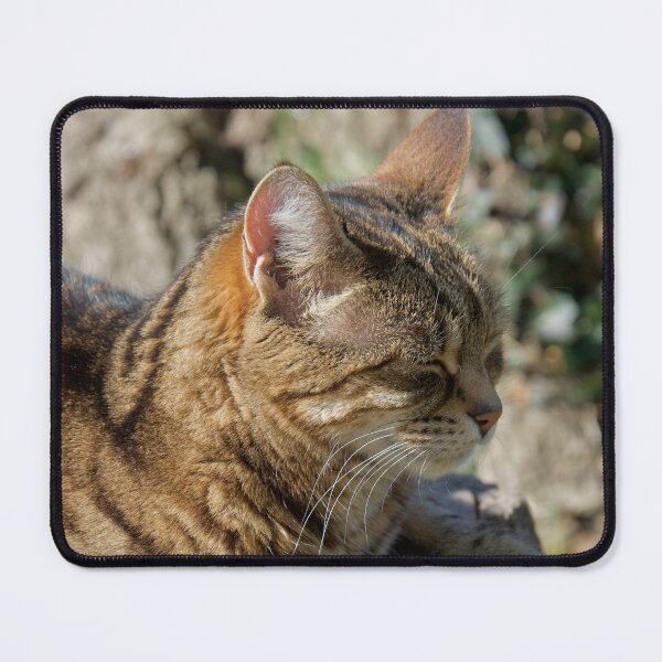 Item preview, Cat Sleeping Outdoors designed and sold by thelemmingface.