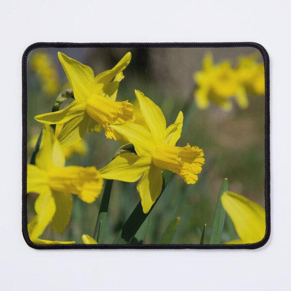 Item preview, Daffodils designed and sold by thelemmingface.