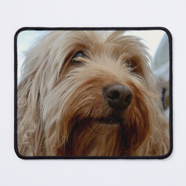 Item preview, Cute Cockapoo Dog designed and sold by thelemmingface.