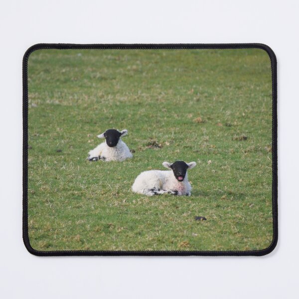 Item preview, Young black faced spring lambs in a field designed and sold by thelemmingface.
