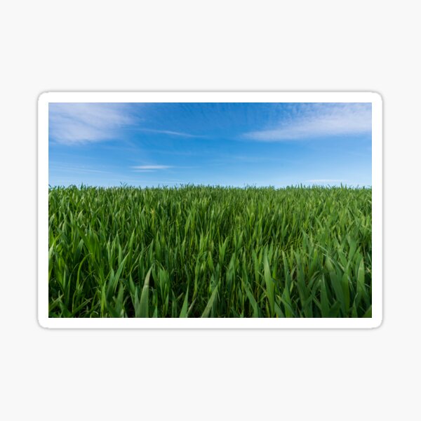 Grass and sky Sticker