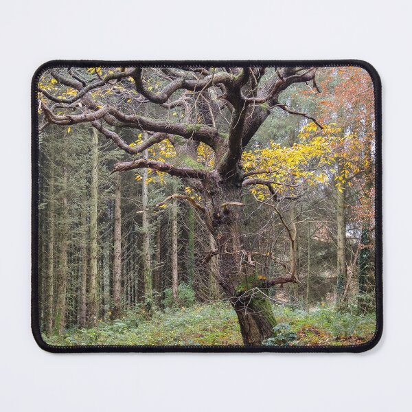 Item preview, Knockmany Forest Autumn designed and sold by Adrian McGlynn.