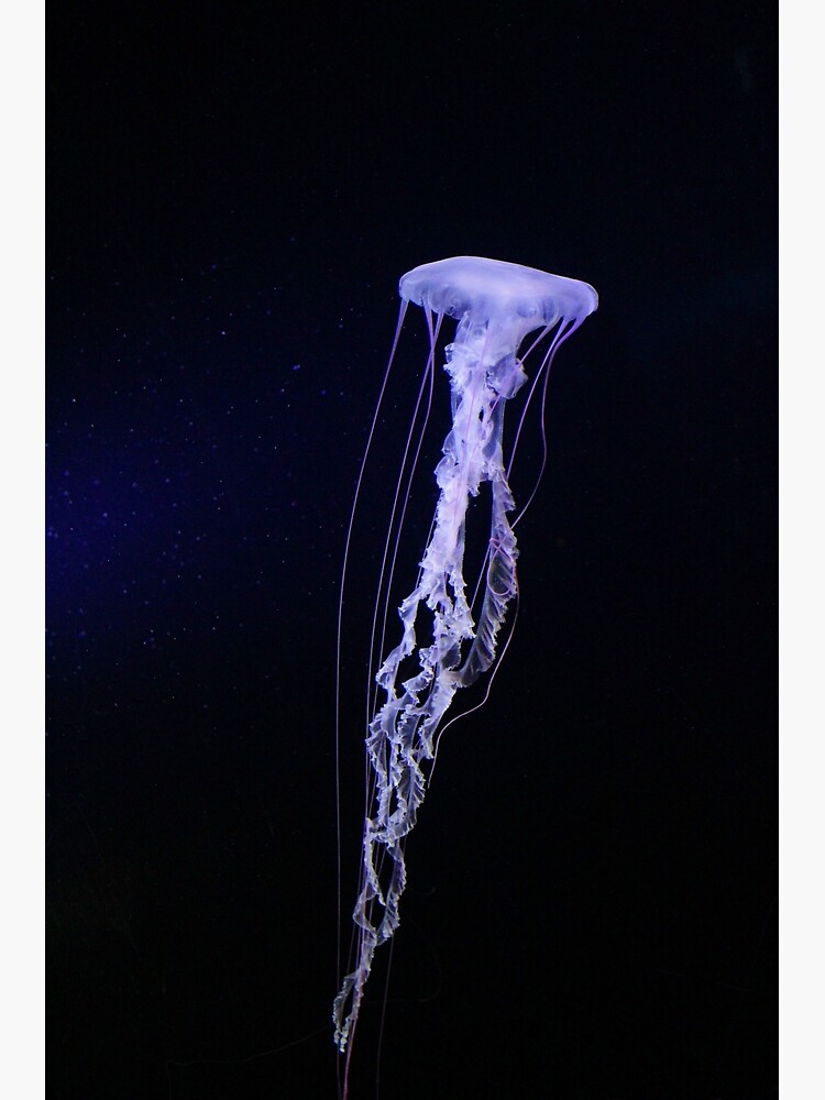 "Real glowing jellyfish" Poster for Sale by frdah Redbubble