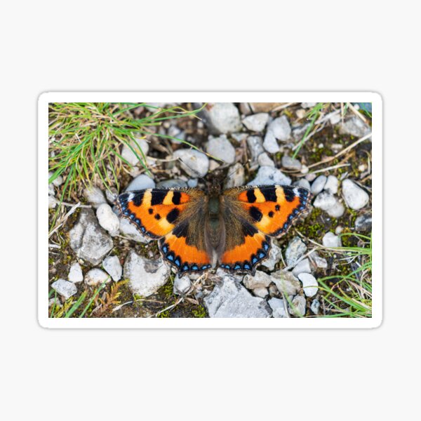 Butterfly little fox Sticker