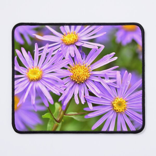 Item preview, Aster designed and sold by Irene168.
