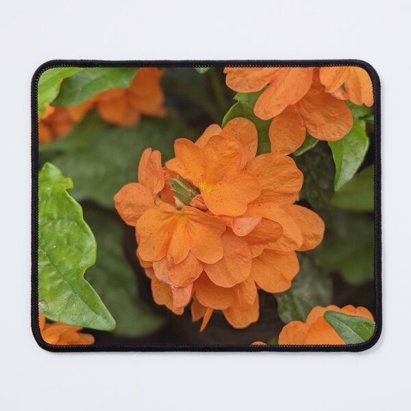 Item preview, Orange Flower Photographic Image designed and sold by AustaArt.