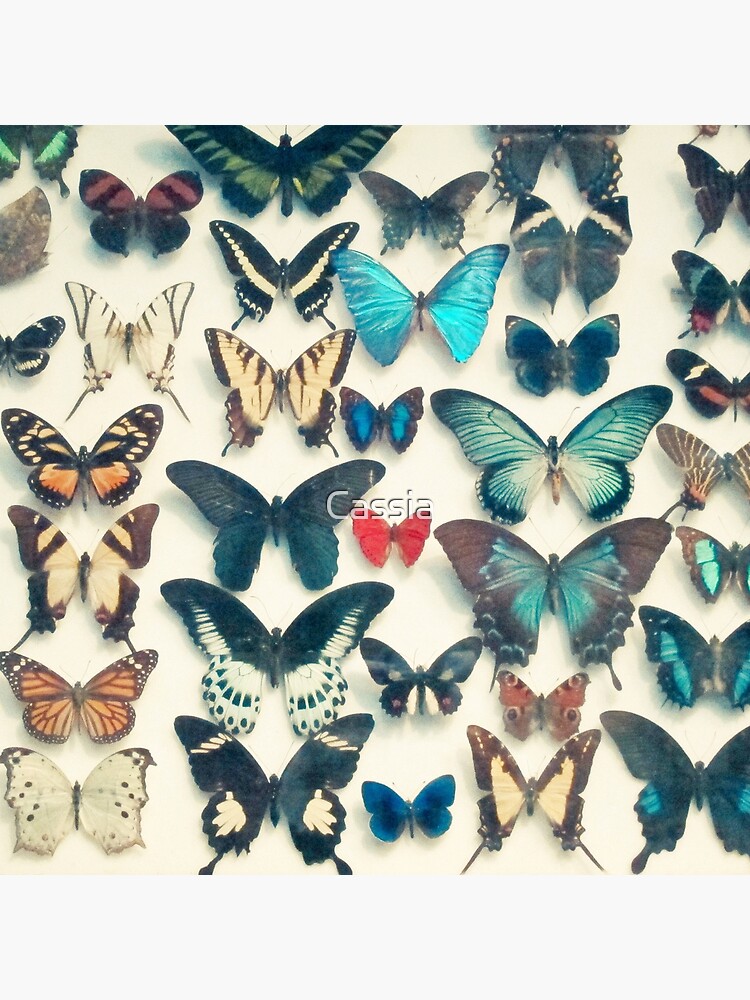 Wings by Cassia