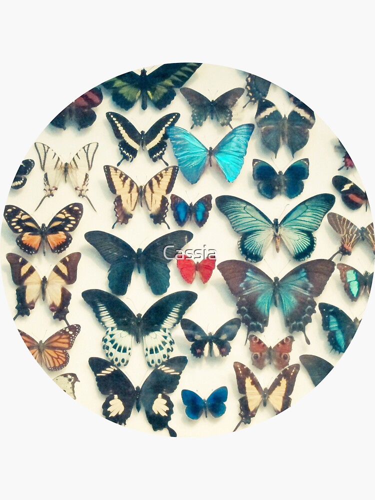 "Wings" Sticker for Sale by Cassia Beck Redbubble