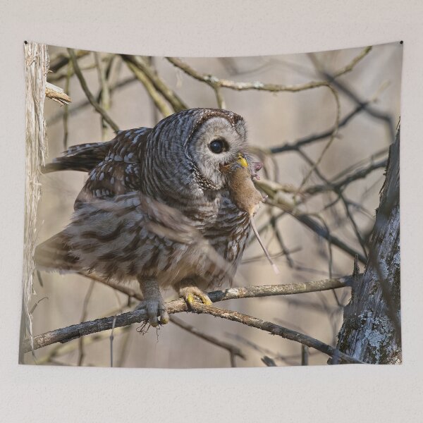 Item preview, Barred Owl designed and sold by Owl-Images.