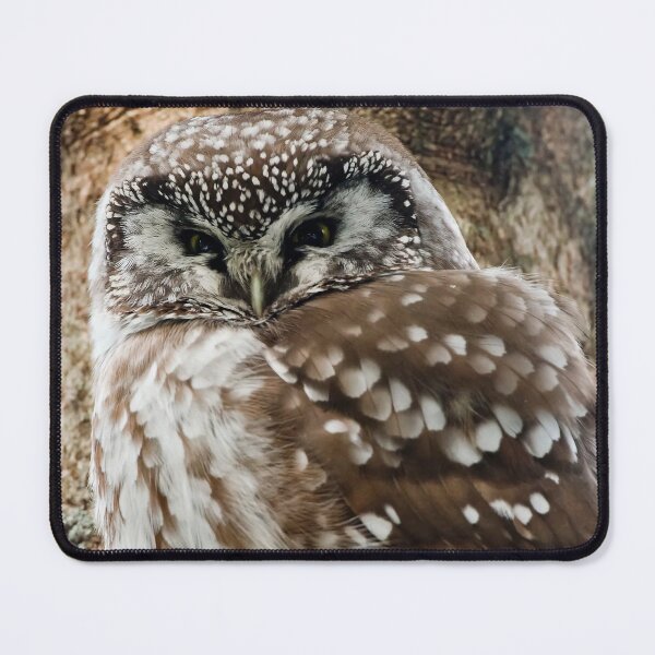 Item preview, Boreal Owl designed and sold by Owl-Images.