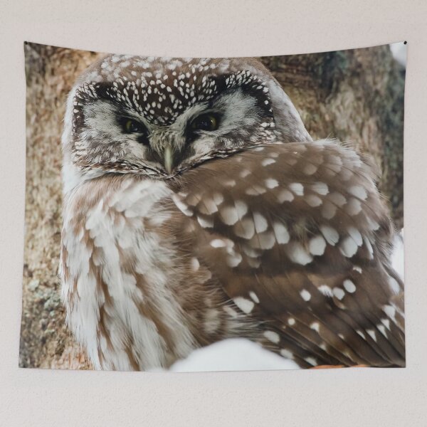 Item preview, Boreal Owl designed and sold by Owl-Images.