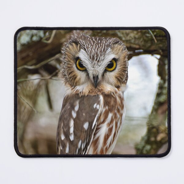Item preview, Northern Saw-whet Owl designed and sold by Owl-Images.