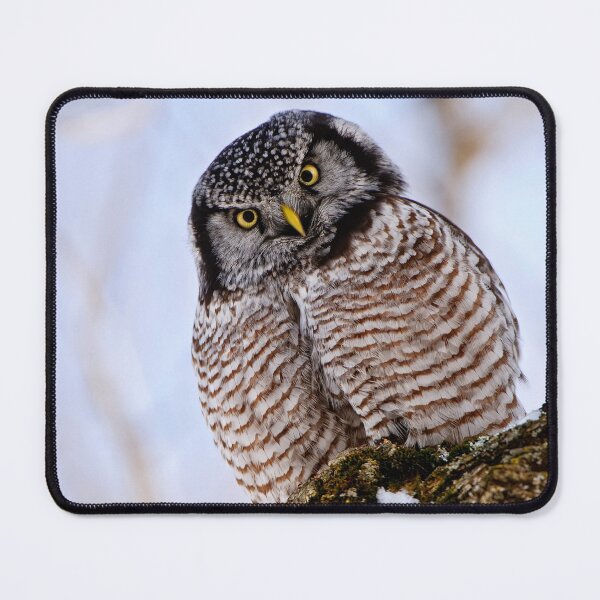 Artikelvorschau, Northern Hawk Owl entworfen und verkauft von Owl-Images.
