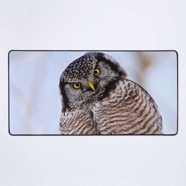 Item preview, Northern Hawk Owl designed and sold by Owl-Images.