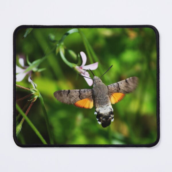Item preview, Hummingbird Hawkmoth designed and sold by FrauleinimStall.