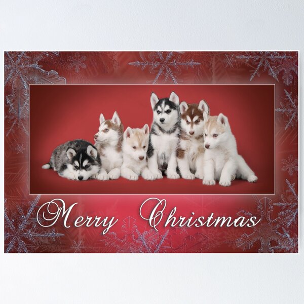 Item preview, Siberian Husky Christmas greeting card designed and sold by PetsArt.