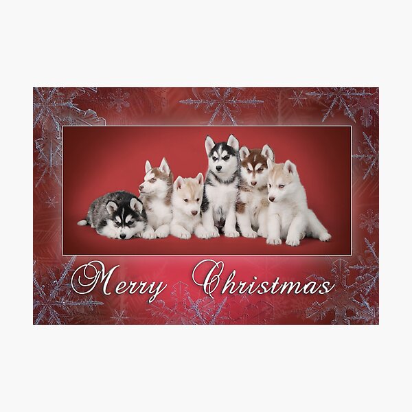 Item preview, Siberian Husky Christmas greeting card designed and sold by PetsArt.