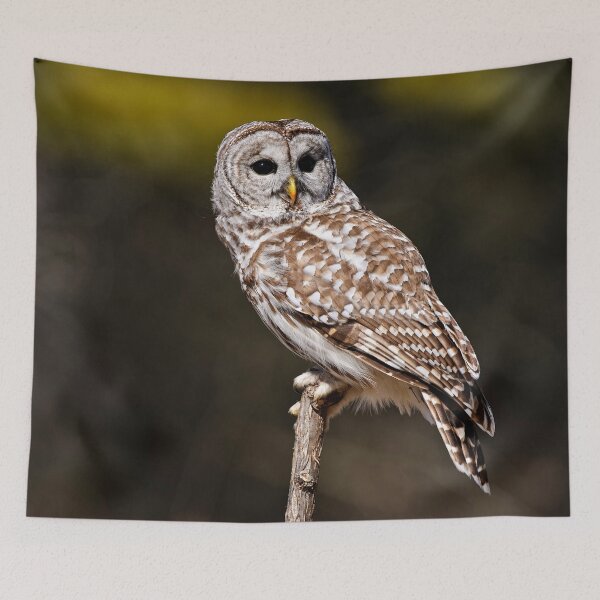Item preview, Barred Owl designed and sold by Owl-Images.